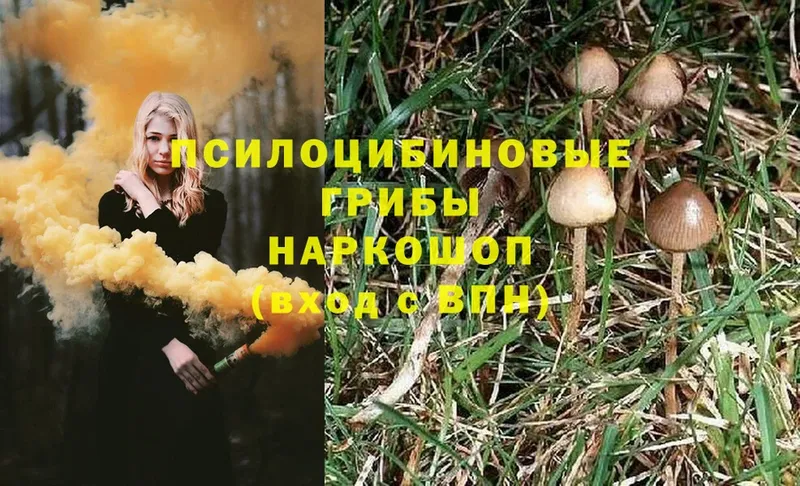 Псилоцибиновые грибы MAGIC MUSHROOMS  Тосно 